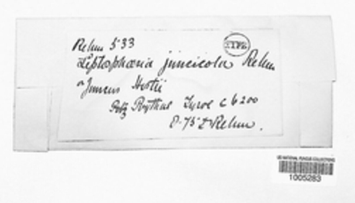 Phaeosphaeria juncicola image